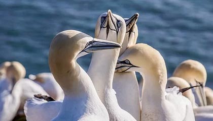 九游-比利时世界杯任务艰巨，老将领军