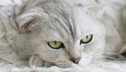 九游-比利时世界杯任务艰巨，老将领军