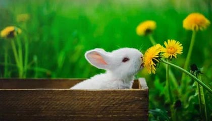 九游-比利时世界杯任务艰巨，老将领军